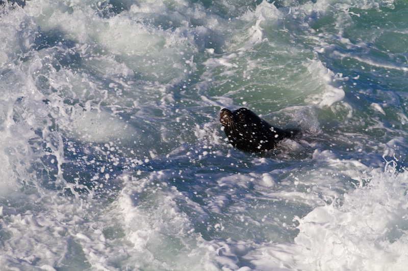 California Sea Lion In Surf